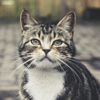 cats2_1166