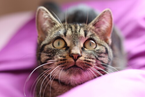 cats2 1167