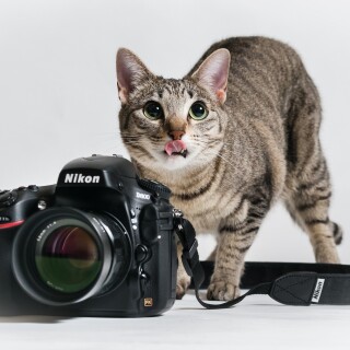 cats2_1177