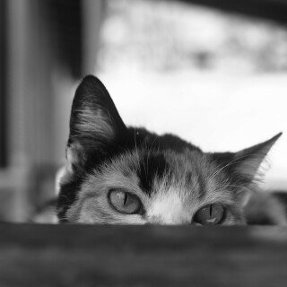 cats2_1178