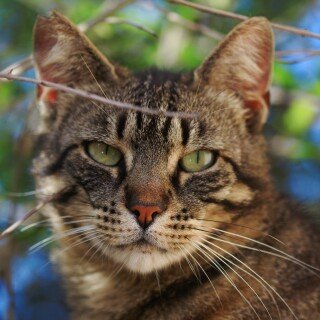 cats2_1185