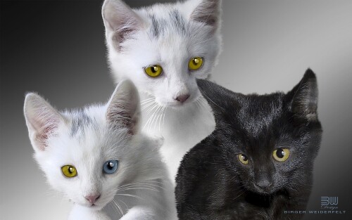 cats2 1189