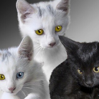 cats2_1189