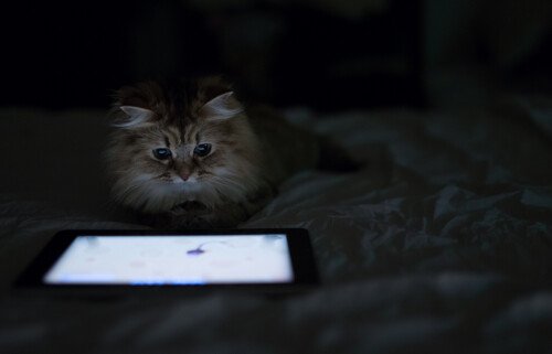 cats2 1191