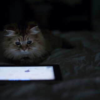 cats2_1191