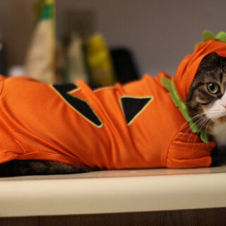 cats2_1202