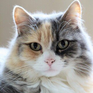 cats2_1204