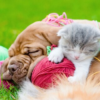 cats2_1207