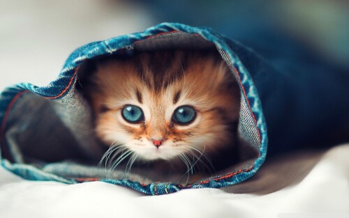 cats2 1214