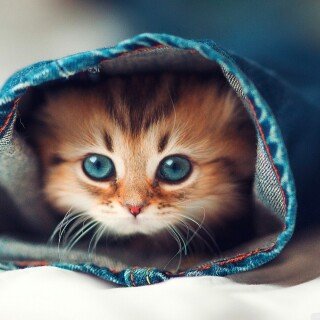 cats2_1214