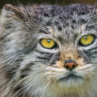 cats2_1215