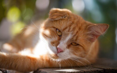 cats2 1216