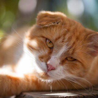 cats2_1216