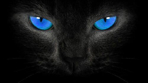 cats2 1217