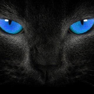 cats2_1217