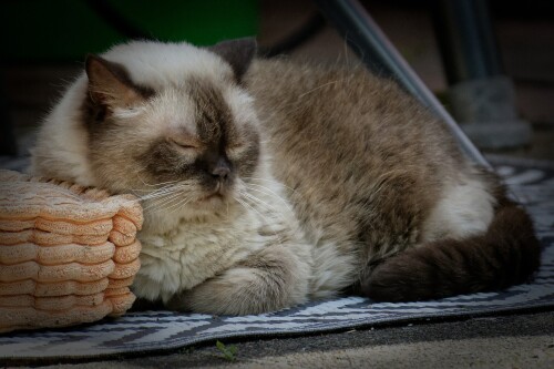 cats2_1218.jpg