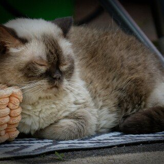 cats2_1218
