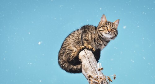 cats2 1222