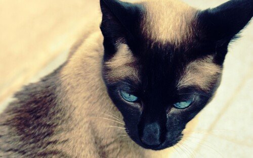 cats2 1229