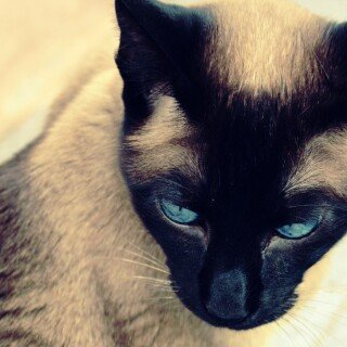 cats2_1229