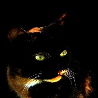 cats2_1230