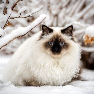 cats2_1233