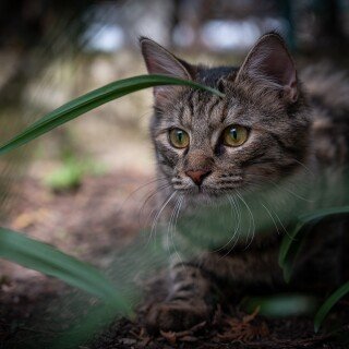cats2_1236