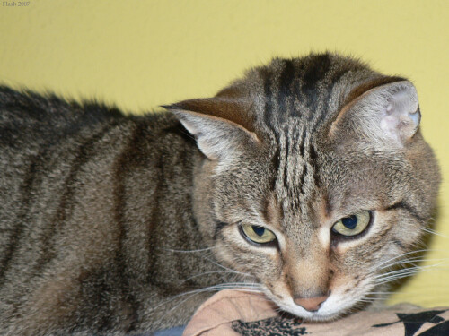cats2 1237