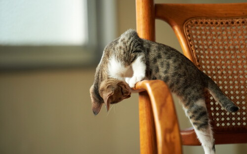 cats2 1241