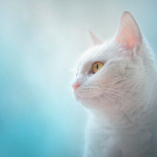cats2_1243