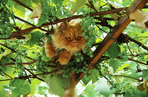 cats2 1244
