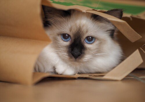 cats2 1246