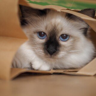 cats2_1246