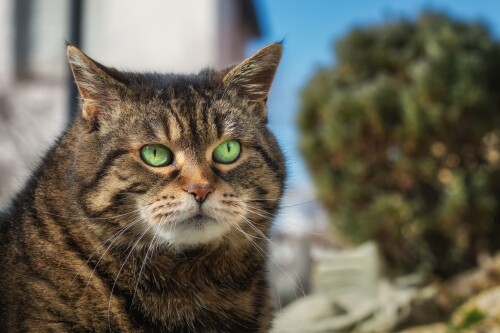 cats2 1252