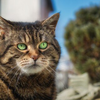 cats2_1252