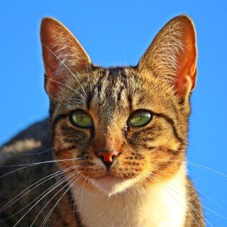 cats2_1255