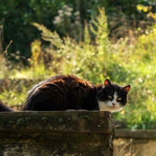 cats2_1257