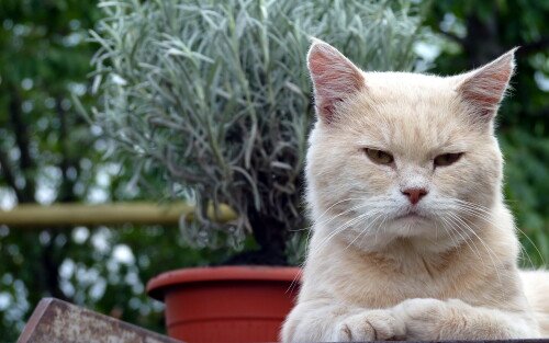 cats2 1261