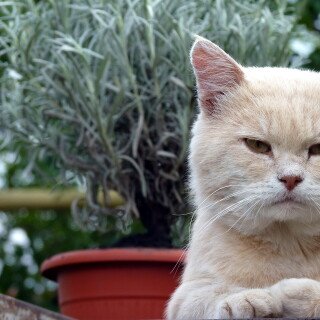 cats2_1261