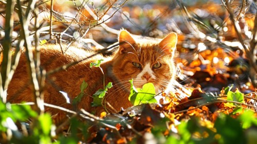 cats2 1262