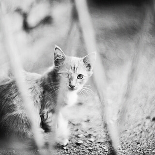 cats2_1263