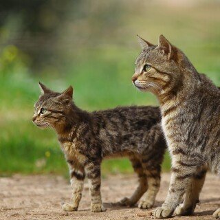 cats2_1264