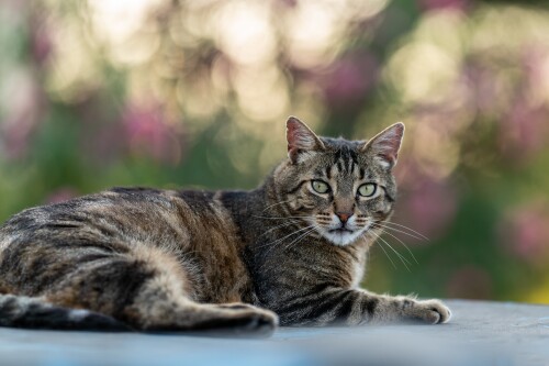cats2 1270