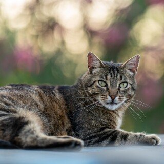 cats2_1270