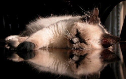 cats2 1280