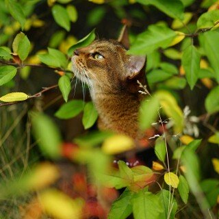 cats2_1287