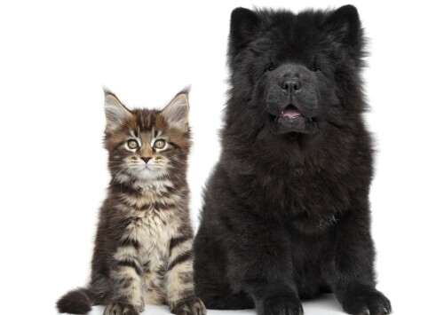 cats2 1288