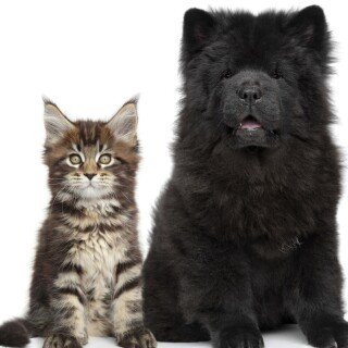 cats2_1288