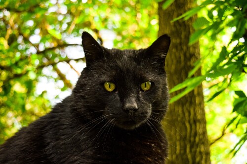 cats2 1289