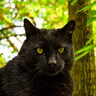 cats2_1289